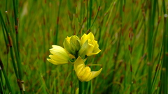 Orthochilus tabularis