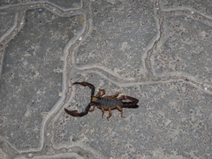 Opistophthalmus