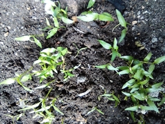 Capsicum chinense