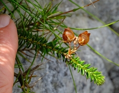 Erica odorata