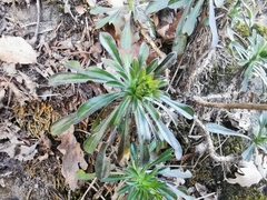 Alyssoides utriculata