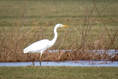Ardea alba alba