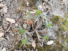 Alyssoides utriculata