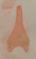 Eupithecia russeliata