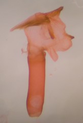 Eupithecia russeliata