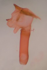 Eupithecia russeliata