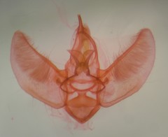 Eupithecia russeliata