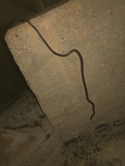 Enulius flavitorques