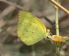 Eurema brigitta rubella