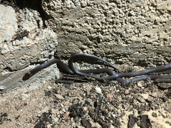 Enulius flavitorques