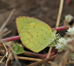 Eurema brigitta rubella