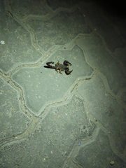 Opistophthalmus