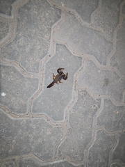 Opistophthalmus
