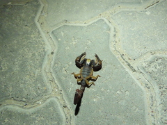 Opistophthalmus