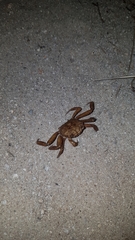 Glyptograpsus impressus