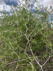 Asparagus retrofractus