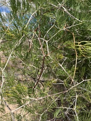Asparagus retrofractus