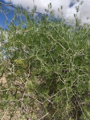 Asparagus retrofractus