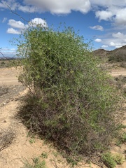 Asparagus retrofractus