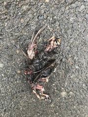 Passerella iliaca