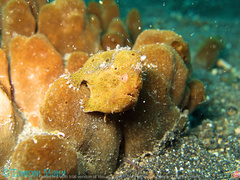 Antennarius pictus