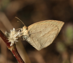 Eurema laeta laeta