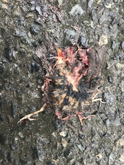 Troglodytes pacificus