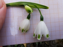 Leucojum aestivum pulchellum
