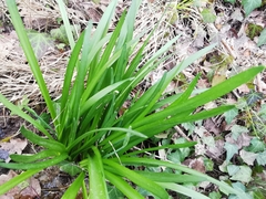Leucojum aestivum pulchellum