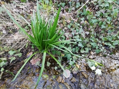 Leucojum aestivum pulchellum