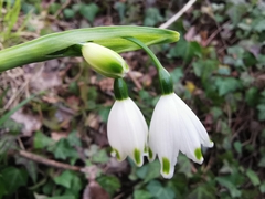 Leucojum aestivum pulchellum