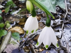 Leucojum aestivum pulchellum