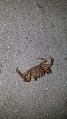 Glyptograpsus impressus