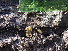 Diversibipalium multilineatum