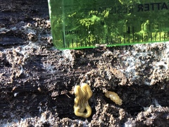 Diversibipalium multilineatum