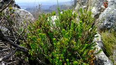 Agathosma anomala
