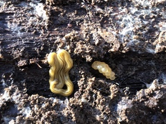 Diversibipalium multilineatum