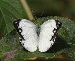 Cepora nerissa phryne