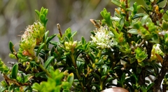 Agathosma anomala