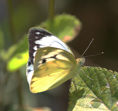 Cepora nerissa phryne