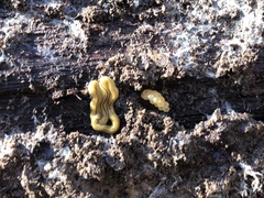 Diversibipalium multilineatum