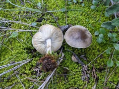 Agaricales