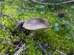 Agaricales
