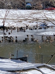 Branta canadensis