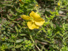 Ludwigia multinervia
