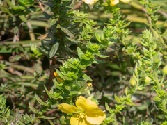 Ludwigia multinervia