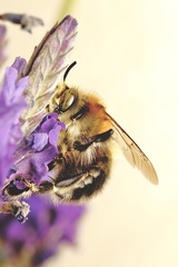 Anthophora dispar