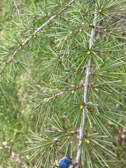 Cedrus