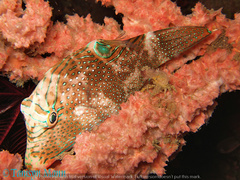 Canthigaster papua