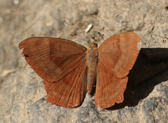 Abisara bifasciata suffusa